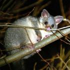 Possum control in Otago is helping reduce the incidence of bovine tuberculosis. Photo by Stephen...