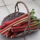 Prepared rhubarb.