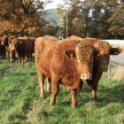 Prime South Devon bulls in Palmerston recently. New Zealand's beef export industry is hoping a...