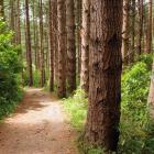 Proposal and consultation on an industry-wide forest levy  is gaining momentum. Photo  by Stephen...