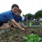 Pupils Kane Heka (11) and Ayson White (12) tend  carrots in the Owaka Community Gardens. Photo by...