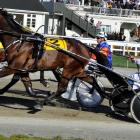 Pure Power, winner of his last two races. Photo by Tayler Strong.