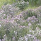 Purple-flowered thyme carpets Central Otago every spring. Photo from ODT files.