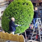 Putting the finishing touches on a Dunedin City Council giant flowering rugby ball in Dunedin...