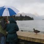 Nice weather for ducks . . . Steady rain in Queenstown caused the New Orleans street parade of...