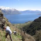 Queenstown Climbing Club members take part in a Project Gold planting day at Wye Creek. Photo by...