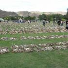 rabbit_numbers_highest_in_years_4c45901fcb.JPG