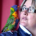 Rainbow lorikeet Steve with SPCA Otago executive officer Sophie McSkimming in Opoho yesterday....
