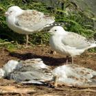 Red-billed gulls stand beside dead fledglings at Taiaroa Head yesterday. Photo by Stephen Jaquiery.