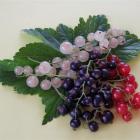 Red, white, and blackcurrants grow especially well in southern New Zealand. Photos by Gillian Vine.