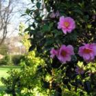 Removing dead heads from rhododendrons and azaleas will result in better displays. Photo supplied.