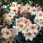 Removing dead heads from rhododendrons and azaleas will result in better displays. Photo by...