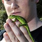 Researcher Carey Knox catalogues a jewelled gecko for a database. Photo by Gerard O'Brien.