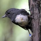 Researchers study robins' reaction to predators