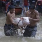 Residents carry a pig through a street flooded by Typhoon Nesat in suburban San Mateo, eastern...