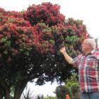Rex Dunlop (69),  of  Oamaru, marvels at a pohutukawa  in full bloom. Photo by Andrew Ashton.