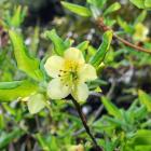 Rhododendron mekongensa