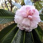 Rhododendron protistum var. Giganteum.