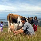 Richard Fitzpatrick milks Delilah while daughters Anna (left) and Elly keep watch. Photo by...