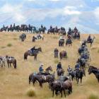 Riders explore the hills above Waikaia during this year's Goldfields Cavalcade. Photo by Stephen...