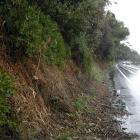 road_along_the_otago_peninsula_photo_by_odt__508fadbc76.JPG