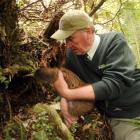 Robin Thomas from Doc releases a Haast tokoeka kiwi into a burrow at the Orokonui Ecosanctuary on...