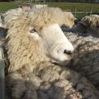 Romney ewes are still robust lamb producers. Photo by Sally Rae.