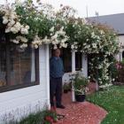 Ron Lobb is showered by petals from a large cream climbing rose. When it flowers in November,...