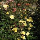 Rosa "Freedom" in the rose garden at the Dunedin Botanic Garden. Photo by Linda Robertson.