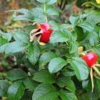 Rosa rugosa `alba'