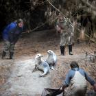 Rounding up two sea-lion pups to be weighed are (clockwise, from left) University of Otago...