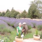 Rows of lavender in full bloom are vying with tame animals, including miniature horse Trixie, as...