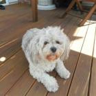 Ruby the dog is back home in Christchurch, after recovering from quake trauma in Kurow.  Photo...