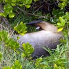 Ruby the sea lion takes a nap in bushes next to Kettle Park, in St Kilda, Dunedin. Photo by...