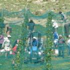 Rudi Bauer's team picks pinot noir grapes on Quartz Reef's block at Bendigo. Photos by Sarah...