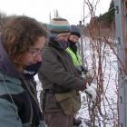 Pruning chardonnay vines yesterday with light snow on the ground and the temperature just above...