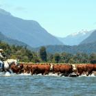 John (J.J) Nolan, of Haast, riding Spot, fords the Okuru River on Thursday while bringing in a...