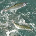 Salmon ready for harvest in Mt Cook Alpine Salmon's  Ohau A canal salmon farm. Photo by Stephen...