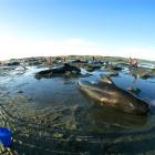 Sara Kaltz films beached pilot whales at Farewell Spit.