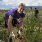 Sarah Martyn ensures a forest won't spring up at the Wairepo Kettleholes, on Quailburn Rd, near...