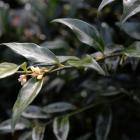Sarcococca confusa. Photo by Linda Robertson.