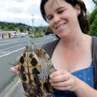 Science and biology teacher Yvonne Caulfield holds "Shelley", the red-eared turtle, which was...