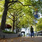 Scientific tests suggest many of these trees in the Octagon, Dunedin, are likely to live much...
