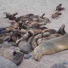 Sea lion pups on the Auckland Islands. Photo by Louise Chilvers.