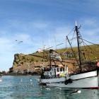 Seagulls flock to the Careys Bay-based fishing boat Vanguard as the fishermen clean the last of...