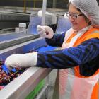 Seasonal worker Indira Miranda examines and separates cherries at the Cherrypac packing complex...