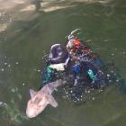 Senior aquarist Matthew Crane feeds the sharks at the New Zealand Marine Studies Centre at...