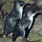 Set nets present a big threat for both yellow-eyed penguins and little blue penguins.