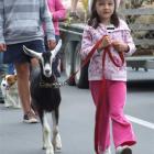 Shannon Burnett (6), of Kauru Hill, leads her goat as part of the North Otago A and P Association...