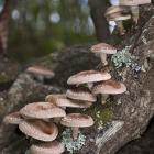 Shiitake mushrooms sprout from an inoculated log. Photo by Mushroom Gourmet.